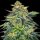 G13 Labs Auto London Cream Cake - 5 automatisierte Samen