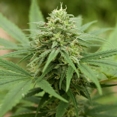 G13 Labs Pineapple Express - 5 feminisierte Samen