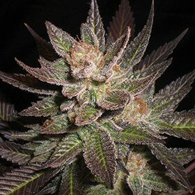 G13 Labs Purple Haze - 5 feminized seeds