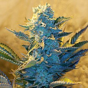 G13 Labs White Widow - 5 feminized seeds