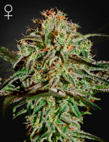 Green House Seed Co A.M.S. - 3 feminized seeds