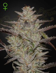 Green House Seed Co AlienZ AUTO - 3 automated seeds