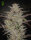 Green House Seed Co AlienZ AUTO - 3 autoflowering Samen