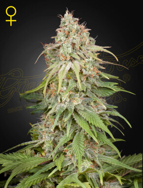 Green House Seed Co Amnesia - 3 feminisierte Samen