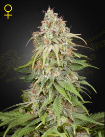 Green House Seed Co Amnesia - 3 feminized seeds