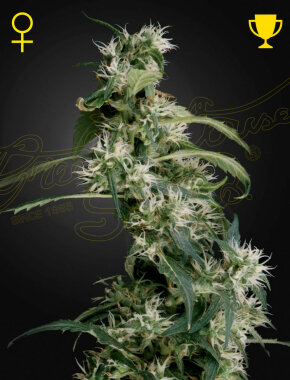 Green House Seed Co Arjan’s Ultra Haze #2 - 3...