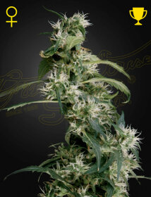 Green House Seed Co Arjan’s Ultra Haze #2 - 3 feminisierte Samen