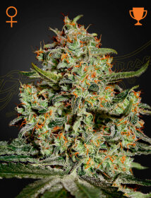 Green House Seed Co Big Bang - 3 feminized seeds