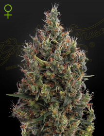 Green House Seed Co Big Bang AUTO - 3 automated seeds