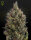 Green House Seed Co Big Bang AUTO - 3 autoflowering Samen