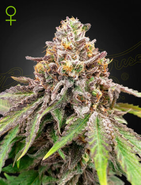 Green House Seed Co Blue Haze x Gelato 41 AUTO - 3...