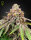 Green House Seed Co Blue Haze x Gelato 41 AUTO - 3 autoflowering Samen