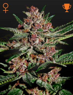 Green House Seed Co Bubba Kush - 3 feminisierte Samen