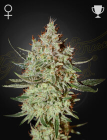 Green House Seed Co Cheese - 3 feminized seeds