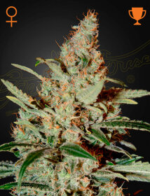 Green House Seed Co Chemdog - 3 feminized seeds