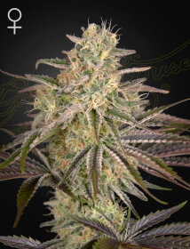 Green House Seed Co Cloud Walker - 3 feminized seeds