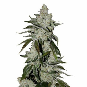 Fast Buds Girl Scout Cookies AUTO - 3 autoflowering Samen