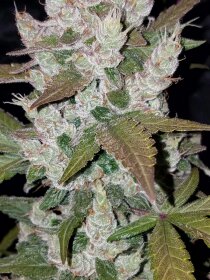 Fast Buds Girl Scout Cookies AUTO - 3 automated seeds