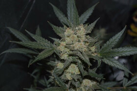 Fast Buds Girl Scout Cookies AUTO - 3 automatisierte Samen