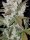 Fast Buds Girl Scout Cookies AUTO - 3 autoflowering Samen