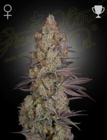 Green House Seed Co Exodus Cheese - 3 feminized seeds