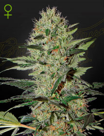 Green House Seed Co Exodus Cheese AUTO - 3 automated seeds