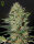 Green House Seed Co Exodus Cheese AUTO - 3 autoflowering Samen