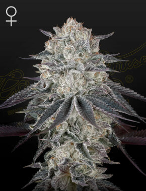 Green House Seed Co Fullgas! - 3 feminisierte Samen