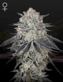 Green House Seed Co Full Gas! - 3 feminized seeds