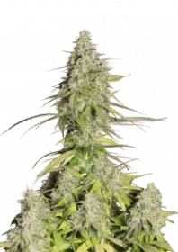 Fast Buds Gorilla Cookies AUTO - 3 automated seeds