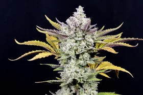 Fast Buds Gorilla Cookies AUTO - 3 autoflowering Samen