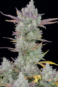 Fast Buds Gorilla Cookies AUTO - 3 autoflowering Samen