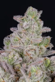 Fast Buds Gorilla Cookies AUTO - 3 autoflowering Samen