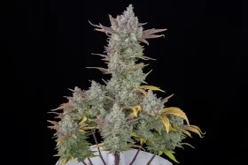 Fast Buds Gorilla Cookies AUTO - 3 autoflowering Samen