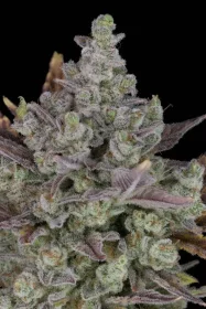 Fast Buds Gorilla Cookies AUTO - 3 automatisierte Samen