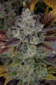 Fast Buds Gorilla Cookies AUTO - 3 automatisierte Samen