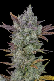 Fast Buds Gorilla Cookies AUTO - 3 automatisierte Samen