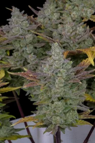 Fast Buds Gorilla Cookies AUTO - 3 automatisierte Samen