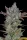 Fast Buds Gorilla Cookies AUTO - 3 autoflowering Samen