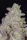 Fast Buds Gorilla Cookies AUTO - 3 autoflowering Samen