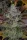 Fast Buds Gorilla Cookies AUTO - 3 automatisierte Samen