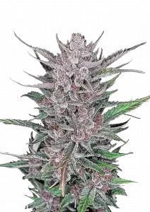 Fast Buds Gorilla Punch AUTO - 3 autoflowering Samen