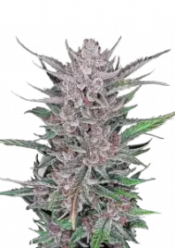 Fast Buds Gorilla Punch AUTO - 3 autoflowering Samen