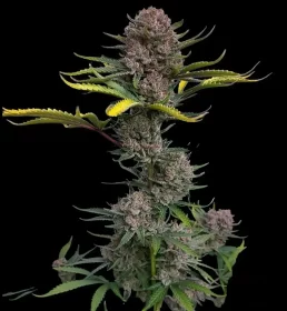 Fast Buds Gorilla Punch AUTO - 3 automated seeds