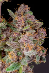 Fast Buds Gorilla Punch AUTO - 3 autoflowering Samen