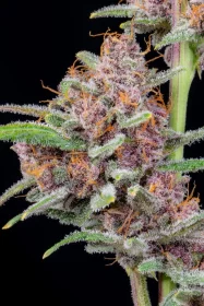 Fast Buds Gorilla Punch AUTO - 3 automatisierte Samen