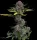 Fast Buds Gorilla Punch AUTO - 3 autoflowering Samen