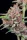 Fast Buds Gorilla Punch AUTO - 3 autoflowering Samen