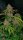 Fast Buds Gorilla Punch AUTO - 3 autoflowering Samen