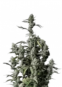 Fast Buds Gorilla Zkittlez AUTO - 3 autoflowering Samen